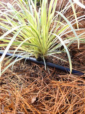 up-close photo of a drip system that Sunrise Installed