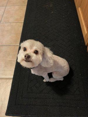 Lilly had a very nice haircut!