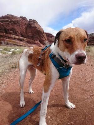 Gaucho! Far from his birthplace of Oklahoma, picked up by LIBR, adopted by us! Now stomping around Red Rocks.