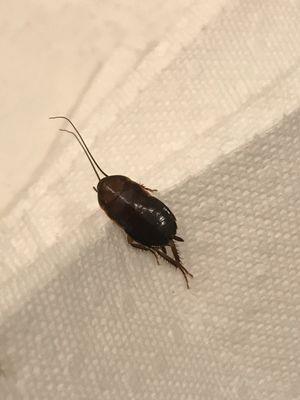 Oriental cockroach in building 402 S Race