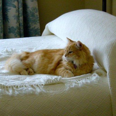 Doc, This is Pumpkin. Pumpkin and I lived together for 17 happy years. Cancer took him. He passed at our home in my arms his Vet nearby.