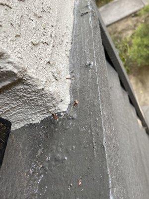 These are FLYING TERMITES! Found on my patio caught in a spider web! Still this Termite issues hasn't been resolved either!