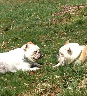 2 very tired dogs @ the dog park