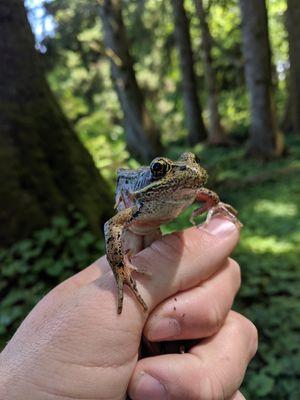 Red Legged Frog.