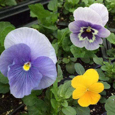 Pansies are blooming