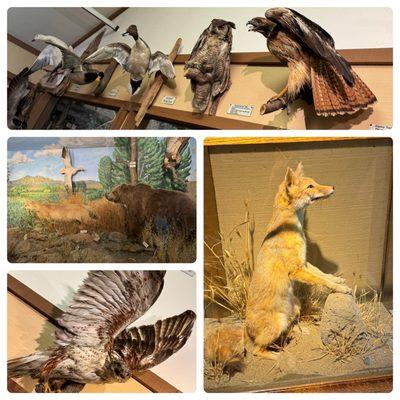 Nature center in the park has some cool taxidermy.