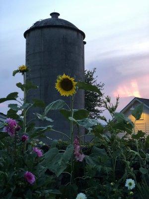 Flowers and silo at sunset