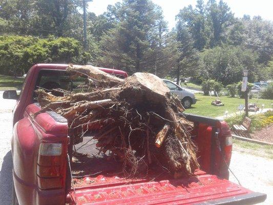 Tree stump