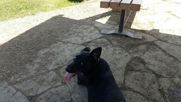 Taking a break in the shade