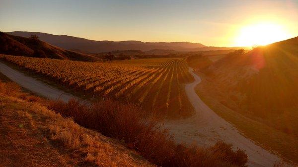 The majestic beauty of Star Lane Vineyard located in Santa Barbara County's acclaimed Happy Canyon AVA