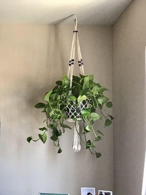 Hanging plant looking great