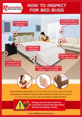 How to inspect for bed bugs inforgraphic