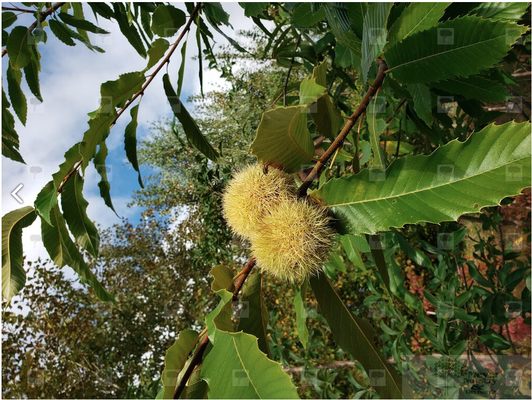 Colossal Chestnut