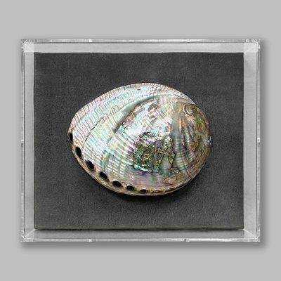 A simple abalone shell from a street vendor transformed into an object of beauty. This is the magic that Chelsea Frames performs."