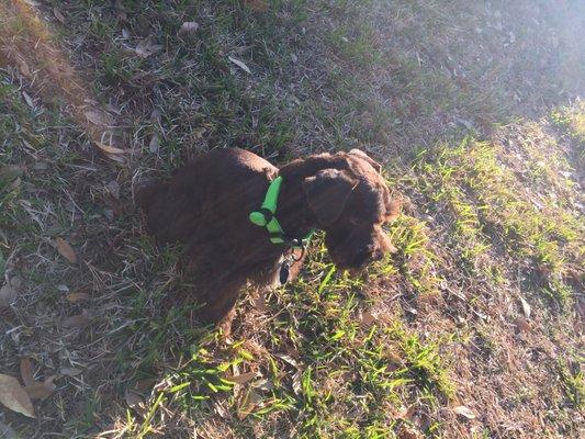 Mohawk stunning on my 3 month old puppies. Dapper dog did a awesome job