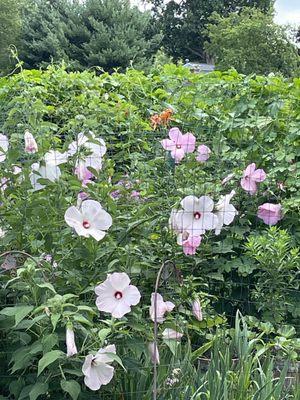 some of the hibiscus