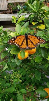 Monarch butterfly