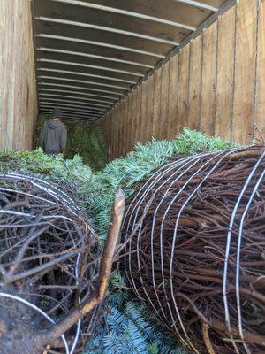 Christmas Tree Lot at Burbank High