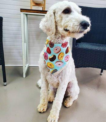 Showing off our new bandannas!!