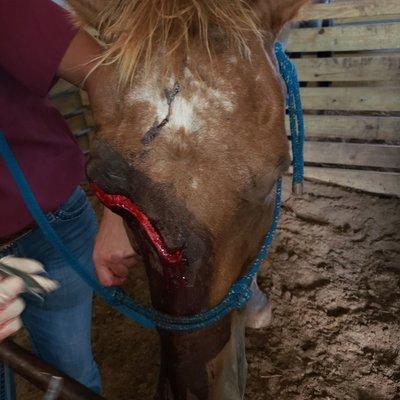 Horse had a fight with the barn roll up door..