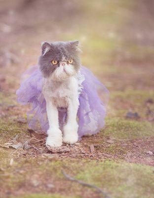 Cat modeling a tutu