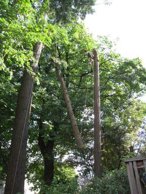 Arborist Controls Lowering of Trunk During Tree Removal