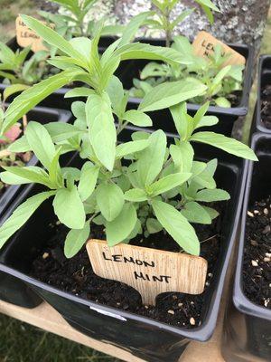 Perennial Lemon Mint/ Lemon Bee balm