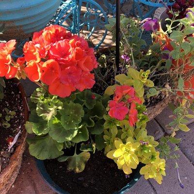 Geraniums in summer