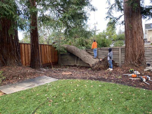 This is a photo of the tree that fell during the storm.