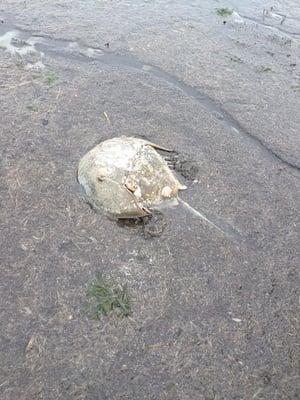 Horseshoe Crab