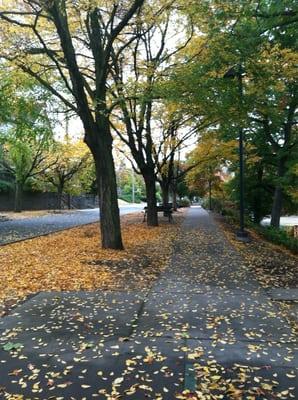 Fall at Rogers Playfield