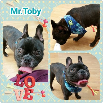 Toby is a French bull dog and a great boy!