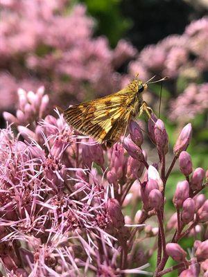 Birdsong Landscape Design