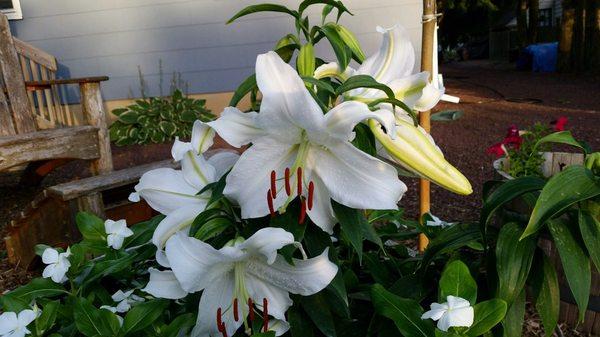 Casa Blanca Lily