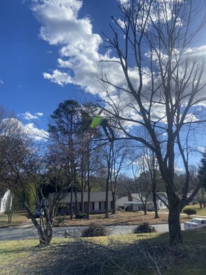 Topping out a silver maple