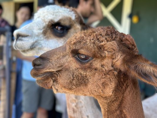 Alpacas