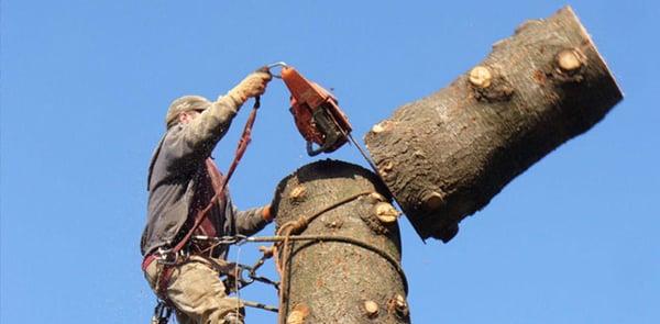 Double Tree Trimming & Removal