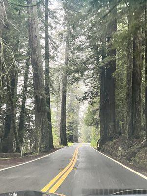 Avenue of the Giants