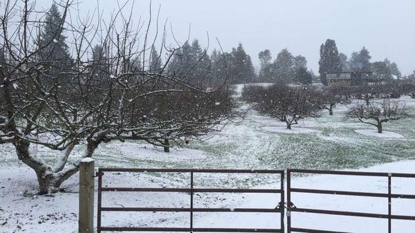 Beautiful Curran Apple Orchard covered with a sprinkle of snow on January 3rd, 2016.