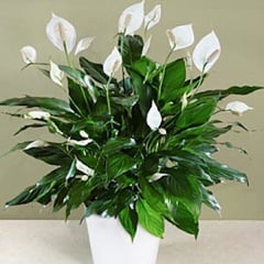 Peace Lilly delivered today