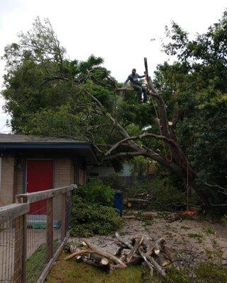 Tree trimming in progress