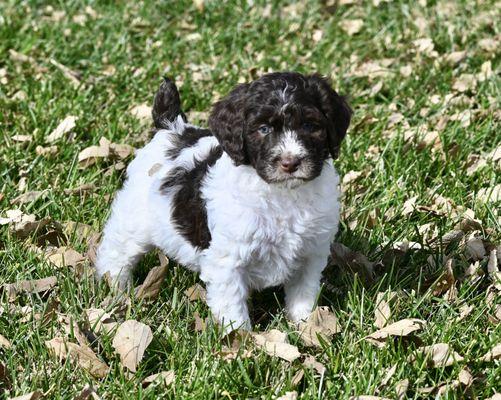 AVAILABLE Bow Creek Brittany Spoodles! Wishbone!