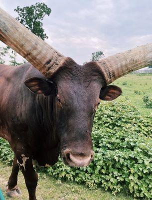 Watusi