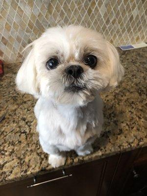 Long-time client Mowgli, a shihtsu.