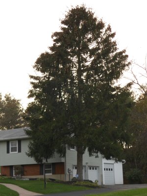 Huge spruce tree