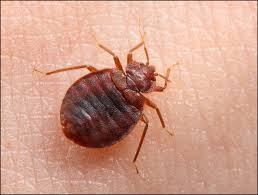 I understand how maddening Bed Bugs can be.  I have a 90 percent success rate for customers who follow my prep list with my treatment.