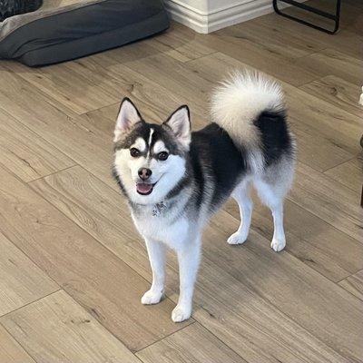 Great job on my Pomsky!