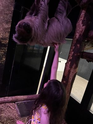 Petting one of the sloths, they were pretty cool to go see at little rays nature center