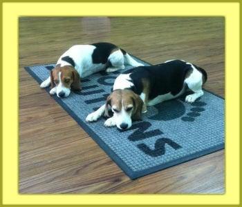 Jack & Bob our Beagles at Foot Solutions Alpharetta