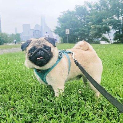 Charlie on a walk with Stephanie in Morris Canal Park